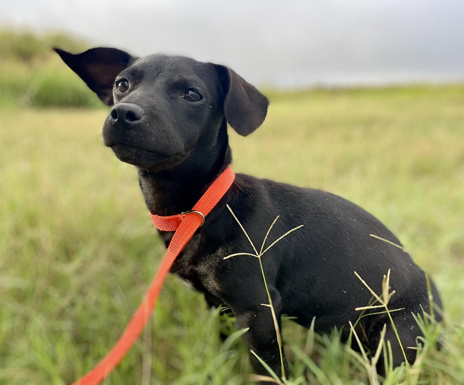 Enlarge Matilda, a Adoptable mixed breed in Austin, TX image 2/3