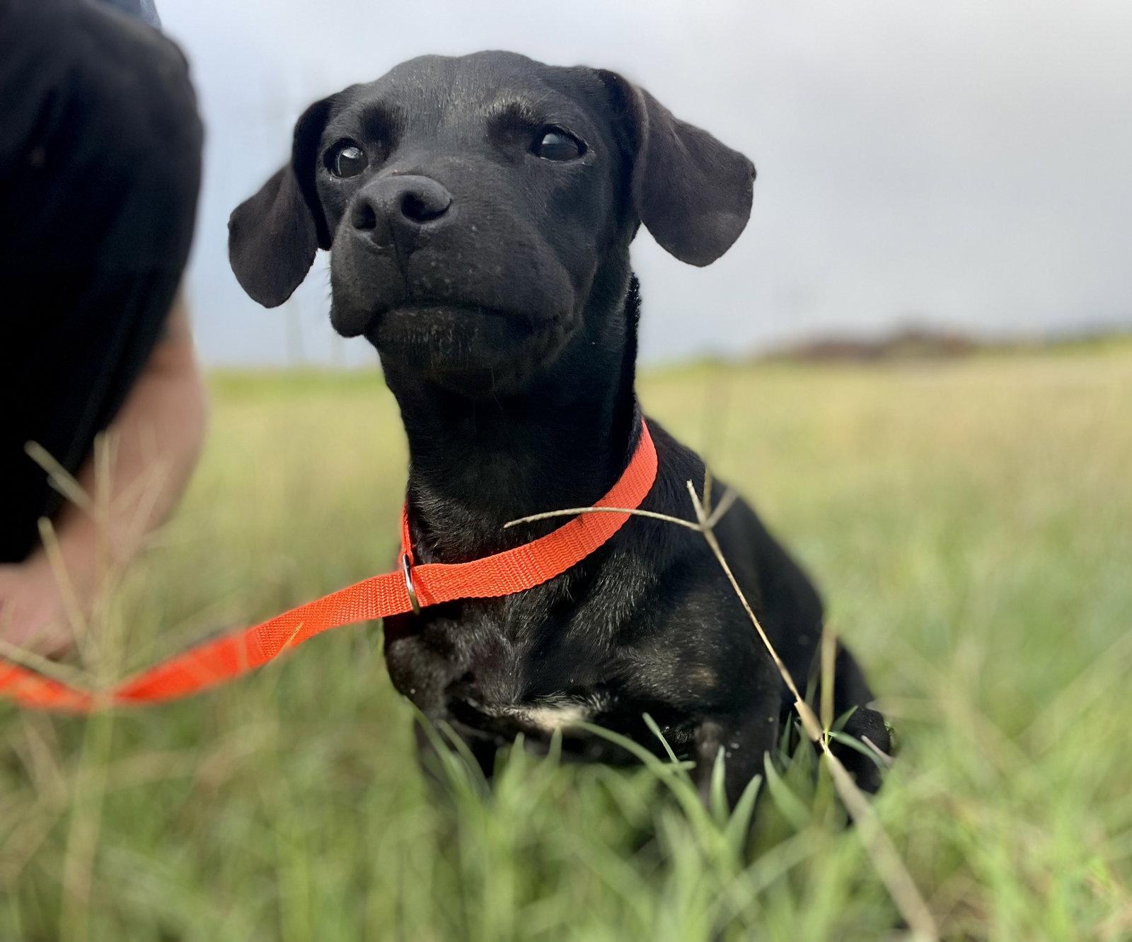 Enlarge Matilda, a Adoptable mixed breed in Austin, TX image 3/3