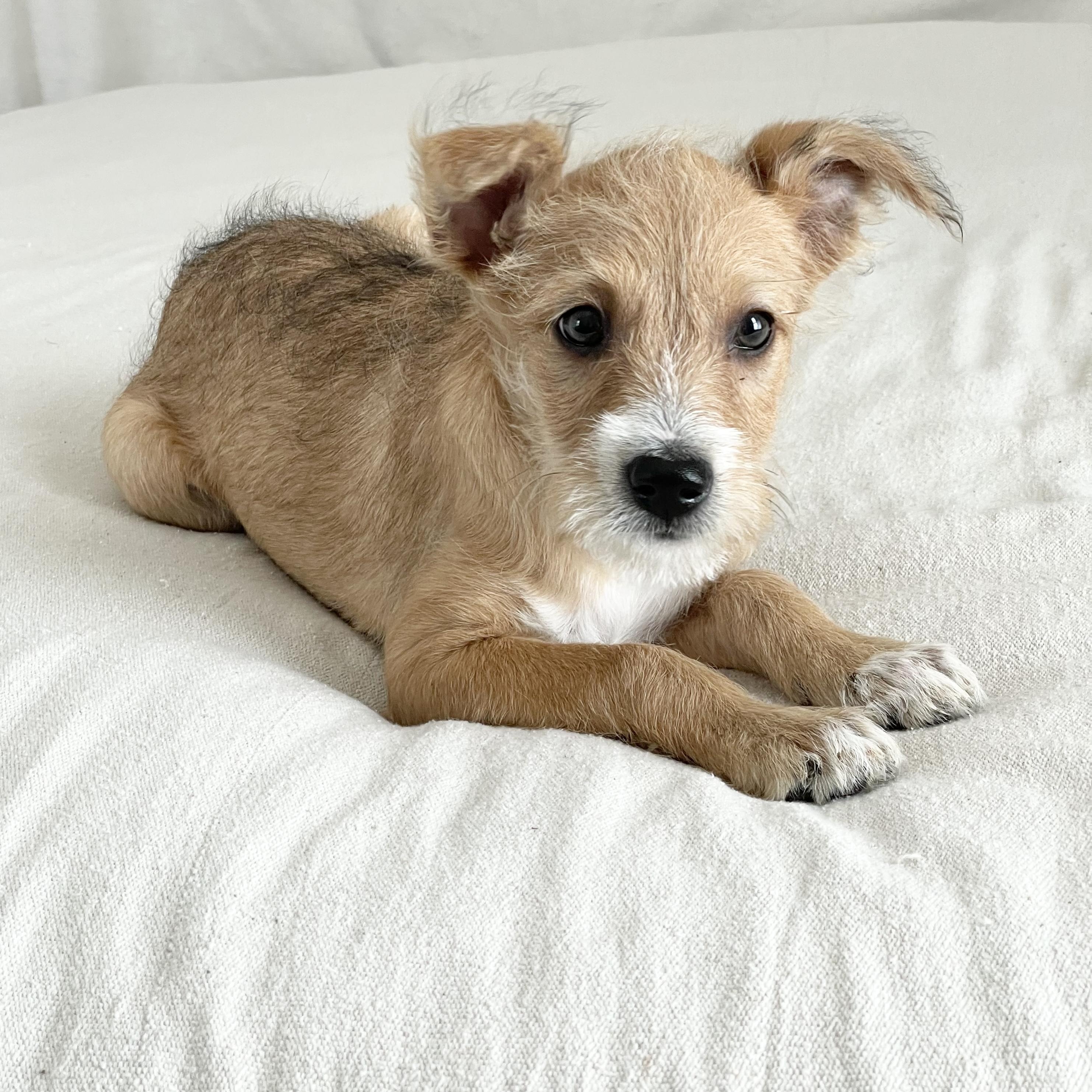 Enlarge Scruffy sweet Torre, a ADOPTABLE mixed breed in West Hartford , CT image 3/5
