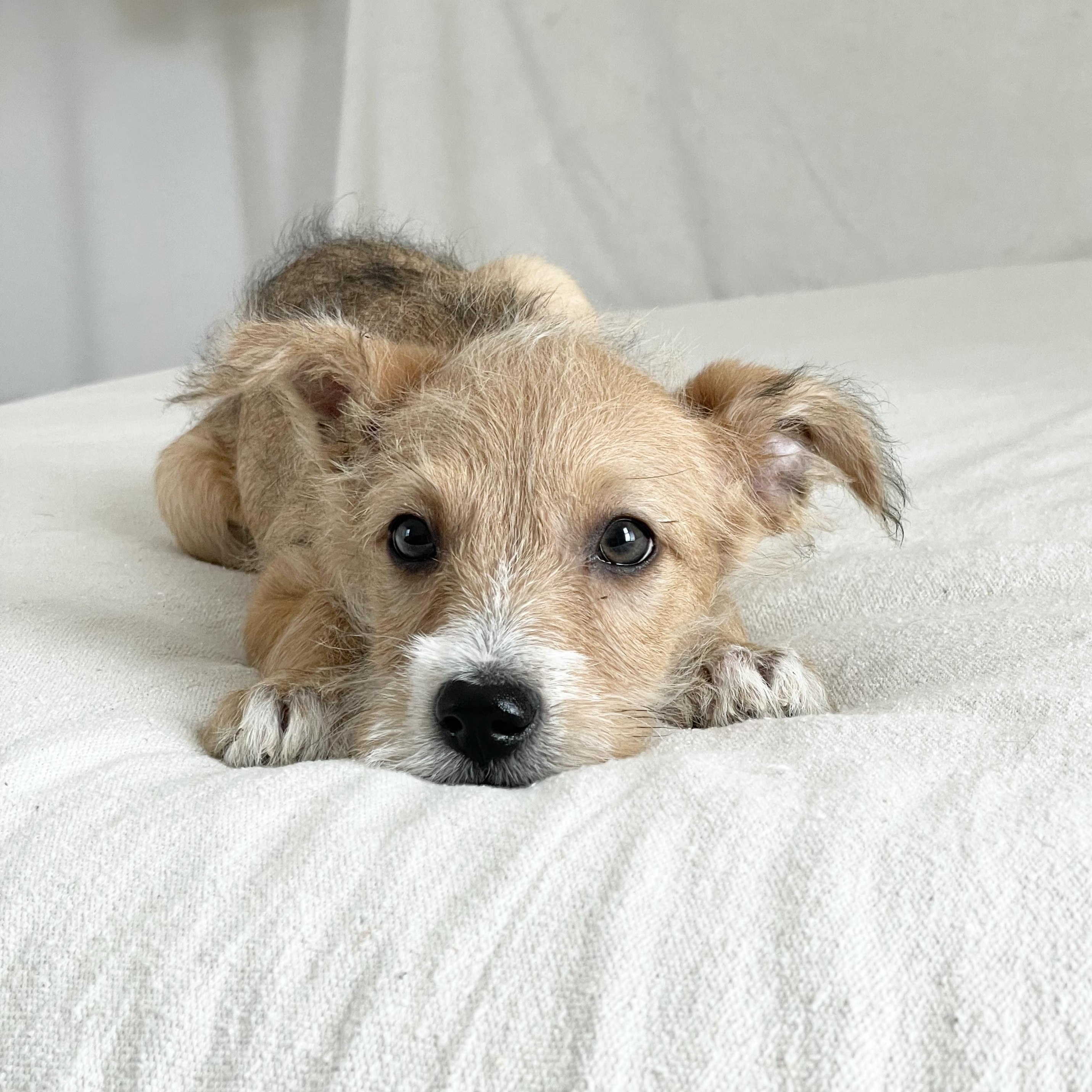 Enlarge Scruffy sweet Torre, a ADOPTABLE mixed breed in West Hartford , CT image 4/5