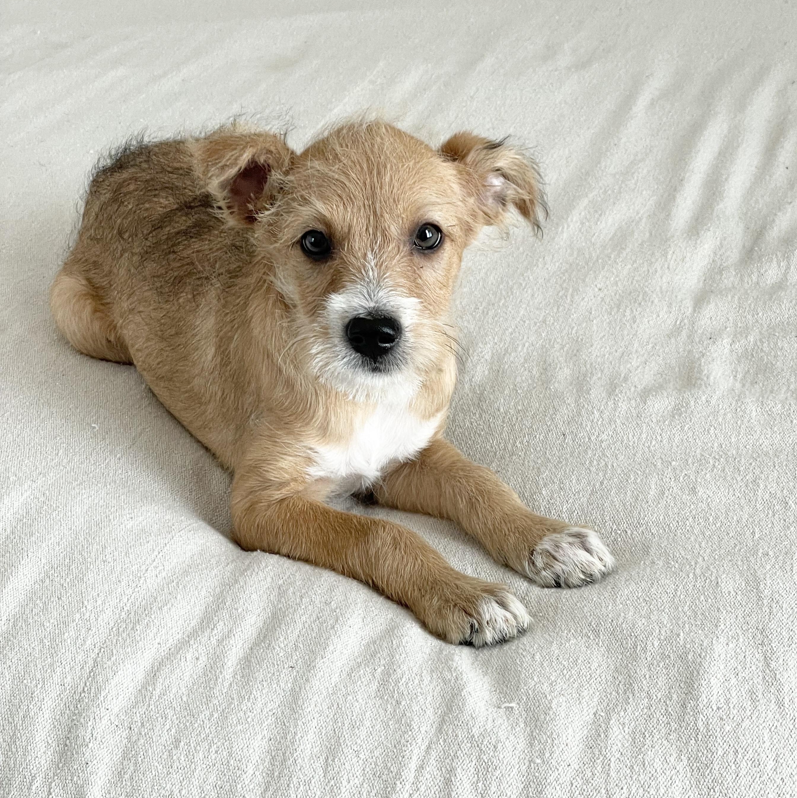 Enlarge Scruffy sweet Torre, a ADOPTABLE mixed breed in West Hartford , CT image 2/5