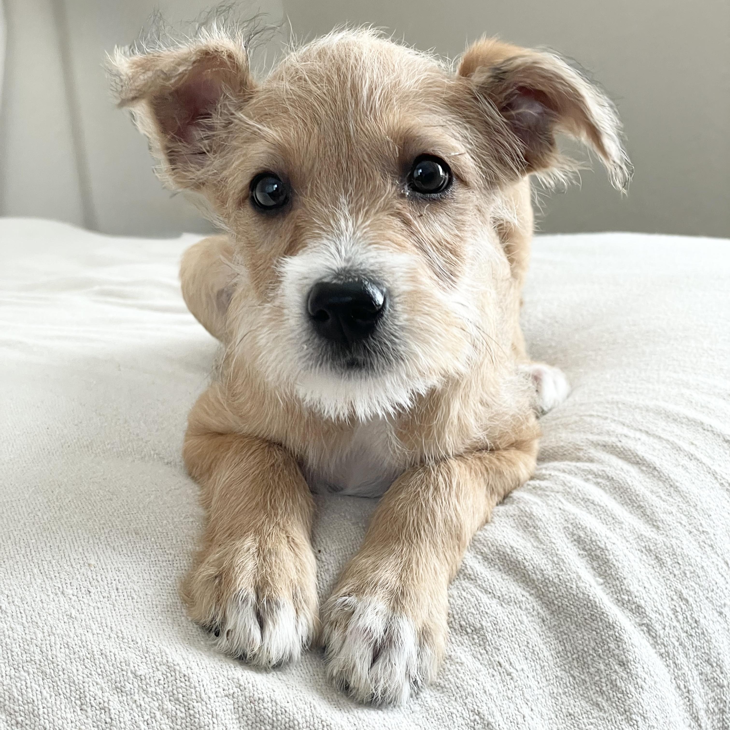 Enlarge Scruffy sweet Torre, a ADOPTABLE mixed breed in West Hartford , CT image 5/5