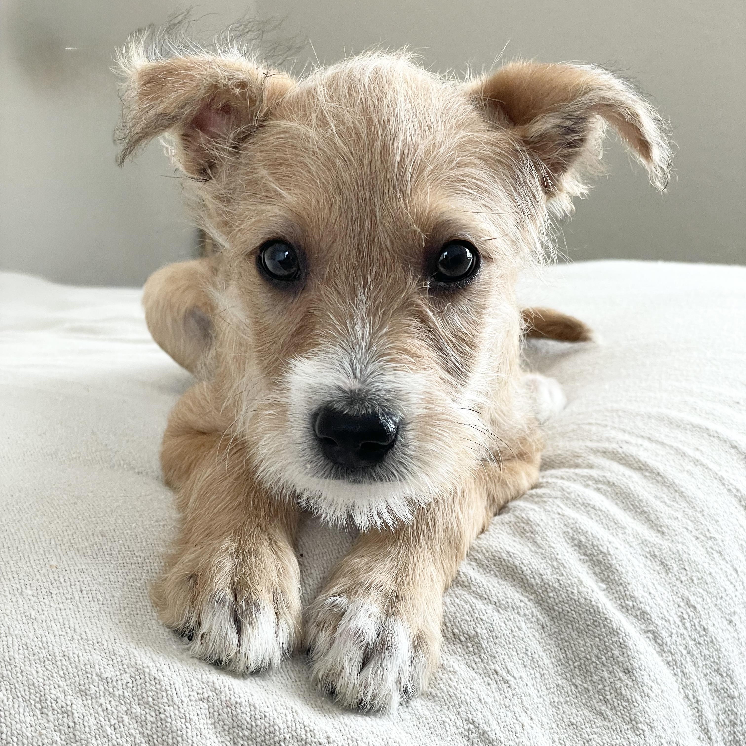 Scruffy sweet Torre, ADOPTABLE, Puppy Female Labrador Retriever & Miniature Schnauzer.