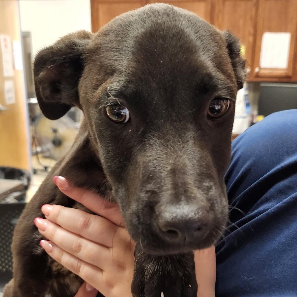 Doby-050101T, a Adoptable mixed breed in Tupelo, MS image 2/3