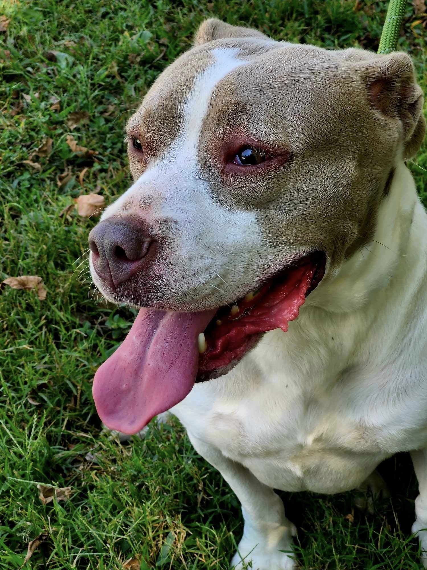 Resi, Adult Female American Staffordshire Terrier