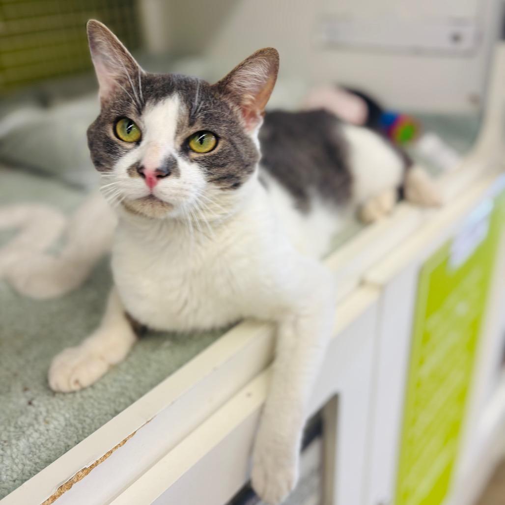Elwa, Adoptable, Young Male Domestic Short Hair.