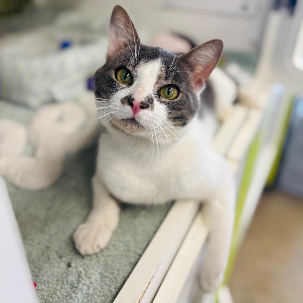 Enlarge Elwa, a Adoptable Domestic Short Hair in Woodbury, NJ image 2/6