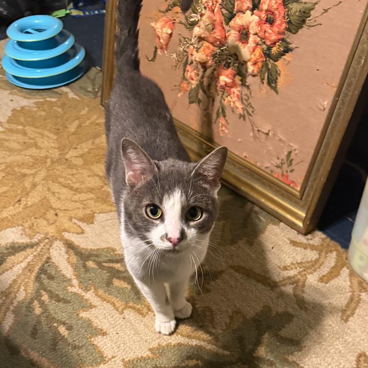 Enlarge Elwa, a Adoptable Domestic Short Hair in Woodbury, NJ image 3/6