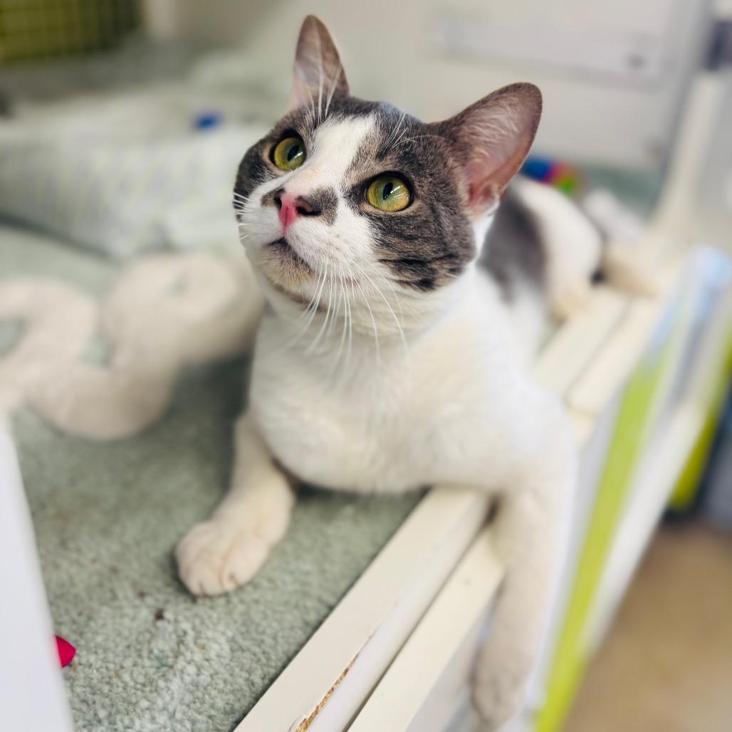 Enlarge Elwa, a Adoptable Domestic Short Hair in Woodbury, NJ image 4/6