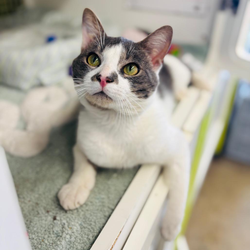Enlarge Elwa, a Adoptable Domestic Short Hair in Woodbury, NJ image 5/6
