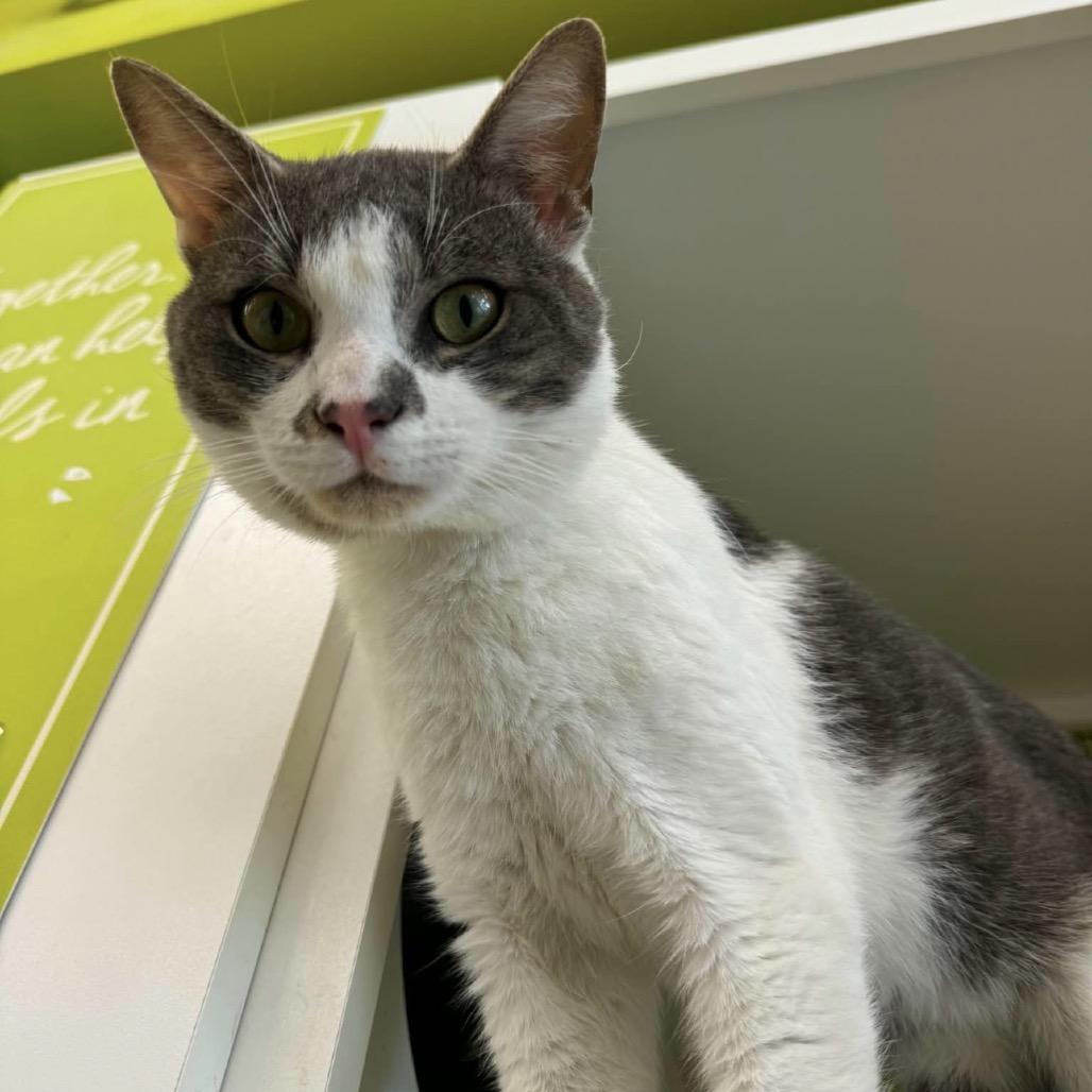 Enlarge Elwa, a Adoptable Domestic Short Hair in Woodbury, NJ image 6/6