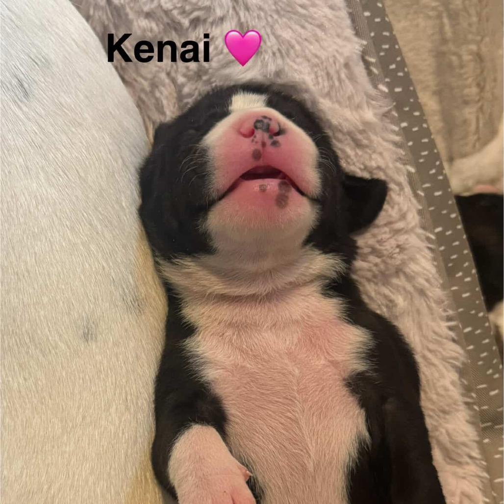 Kenai, Adoptable, Puppy Female Pit Bull Terrier.