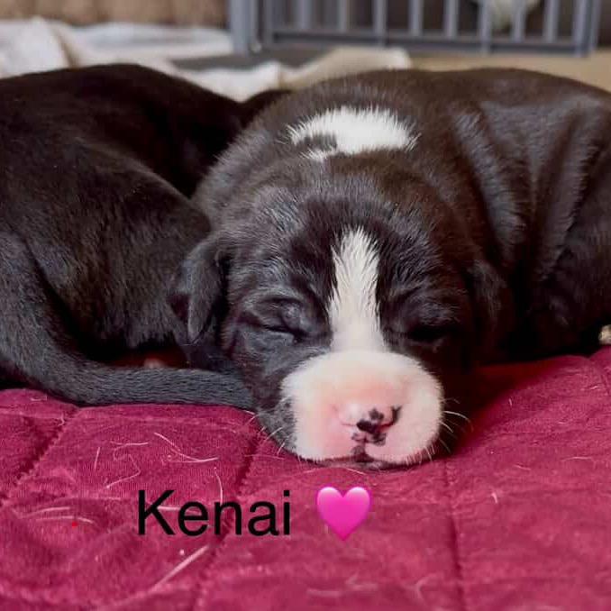 Enlarge Kenai, a Adoptable Pit Bull Terrier in Tacoma, WA image 2/2