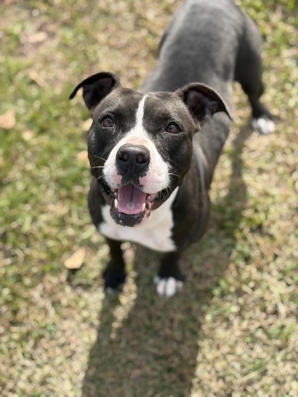 Fruit Cake, Adoptable, Adult Female Boston Terrier.