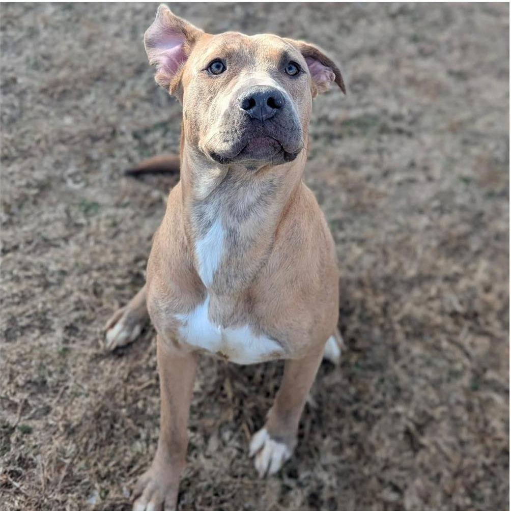 Enlarge MAGGIE  Available NOW - ADOPTION or RESCUE!, a Adoptable Mixed Breed in Nashville, NC image 1/2