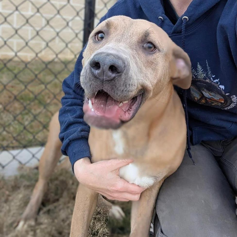 Enlarge MAGGIE  Available NOW - ADOPTION or RESCUE!, a Adoptable Mixed Breed in Nashville, NC image 2/2