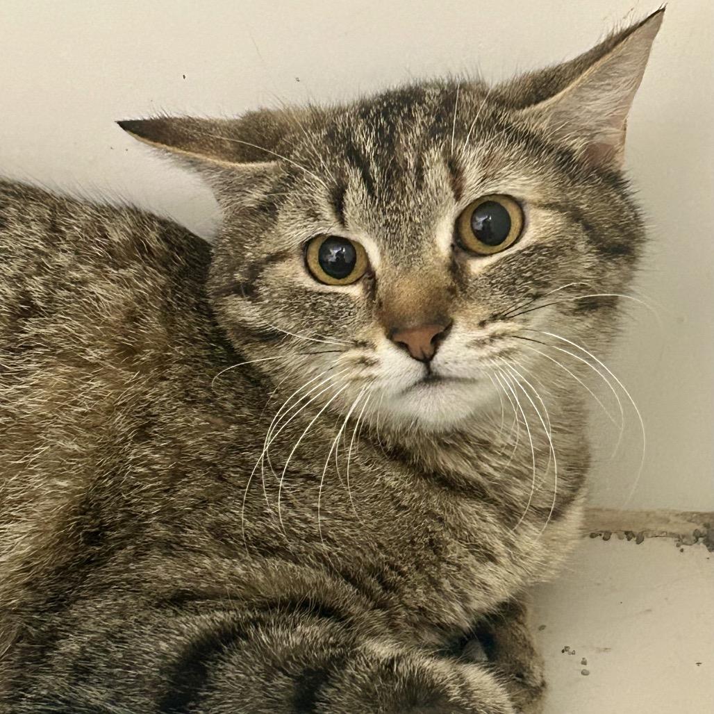 Pancake, Adoptable, Adult Female Domestic Short Hair.
