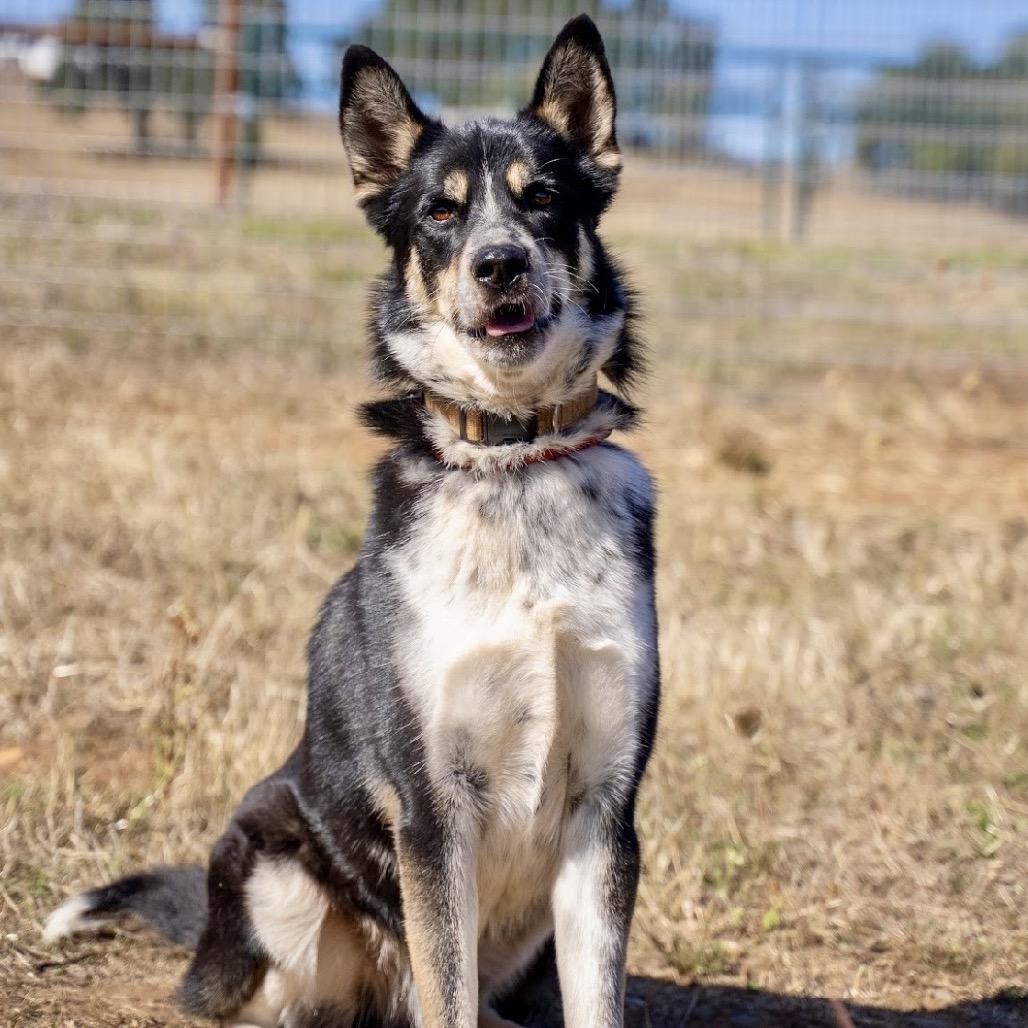Enlarge Mambo, a Adoptable mixed breed in Salem, OR image 4/6