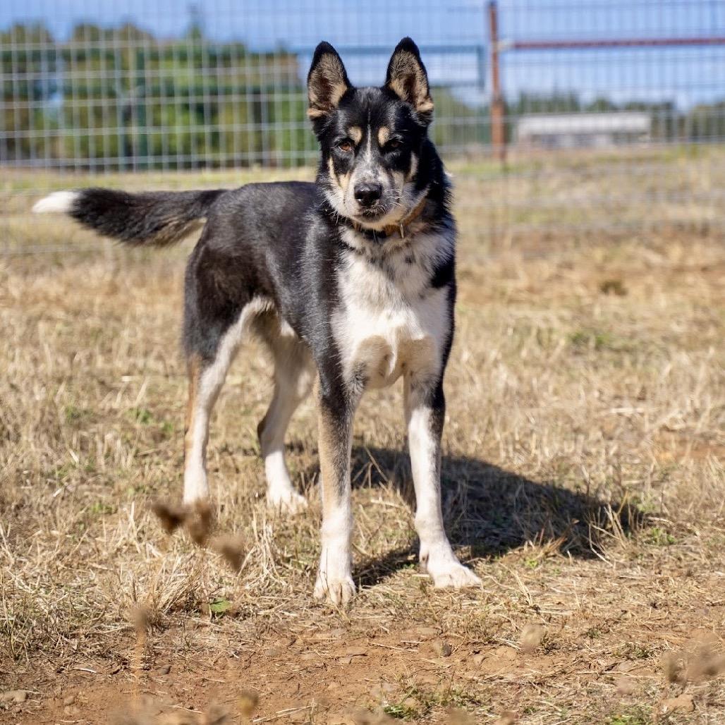 Enlarge Mambo, a Adoptable mixed breed in Salem, OR image 5/6