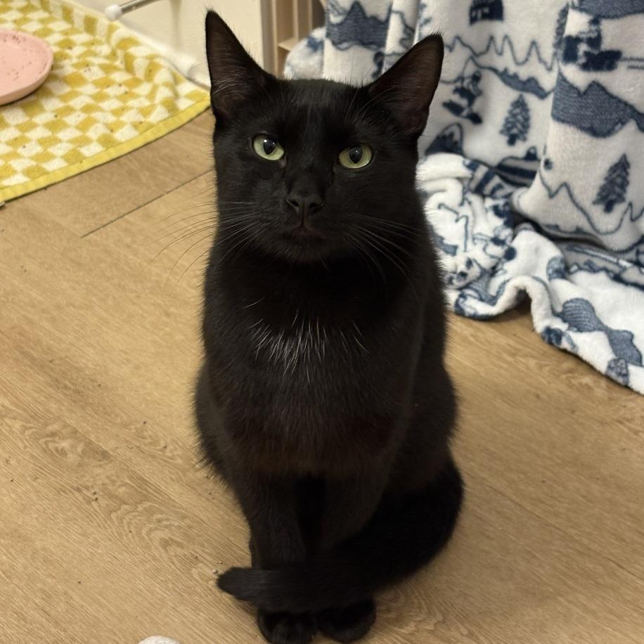 Ben, a Adoptable Domestic Short Hair in Houston, TX image 1/6