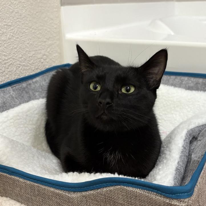 Ben, a Adoptable Domestic Short Hair in Houston, TX image 2/6