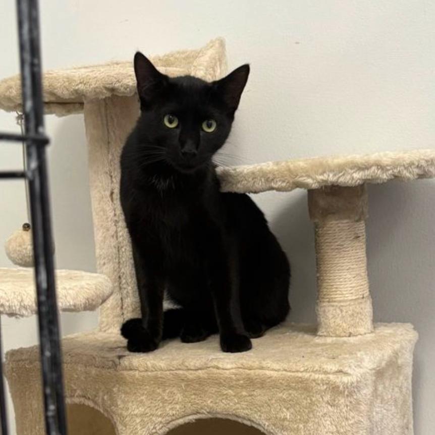 Ben, a Adoptable Domestic Short Hair in Houston, TX image 3/6