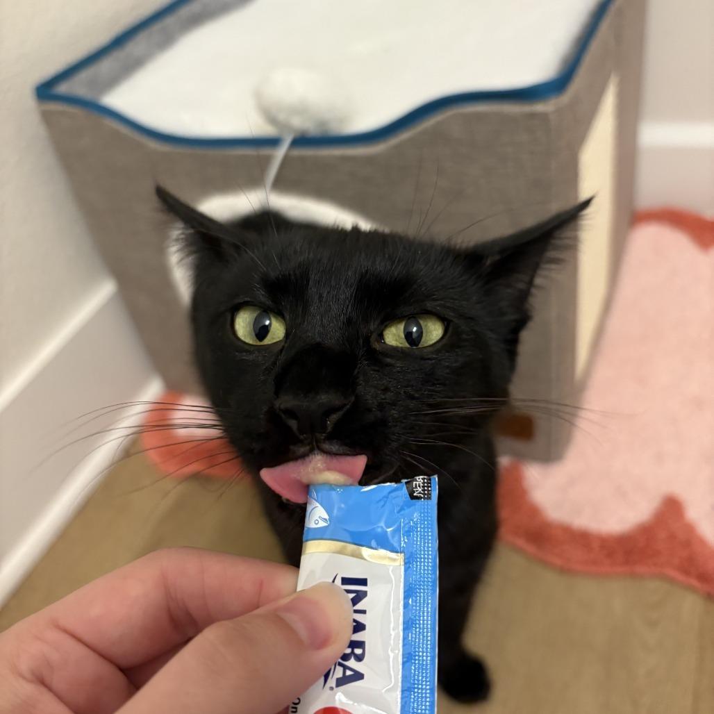 Ben, a Adoptable Domestic Short Hair in Houston, TX image 4/6