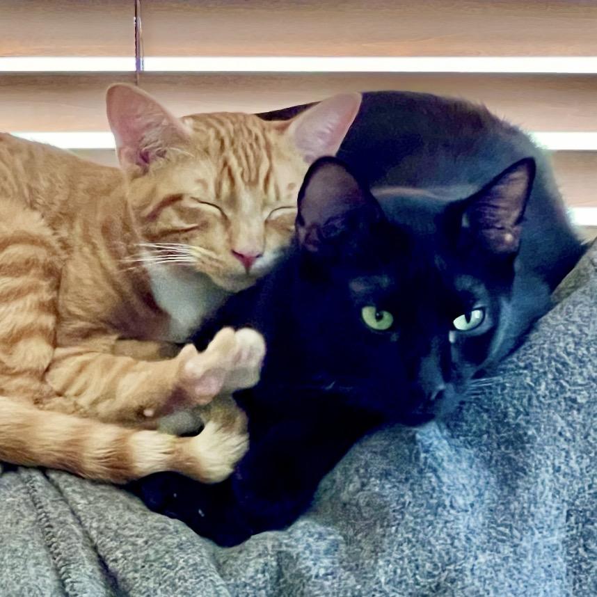 Ben, a Adoptable Domestic Short Hair in Houston, TX image 5/6