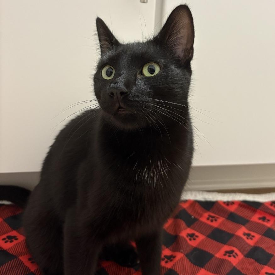 Ben, a Adoptable Domestic Short Hair in Houston, TX image 6/6