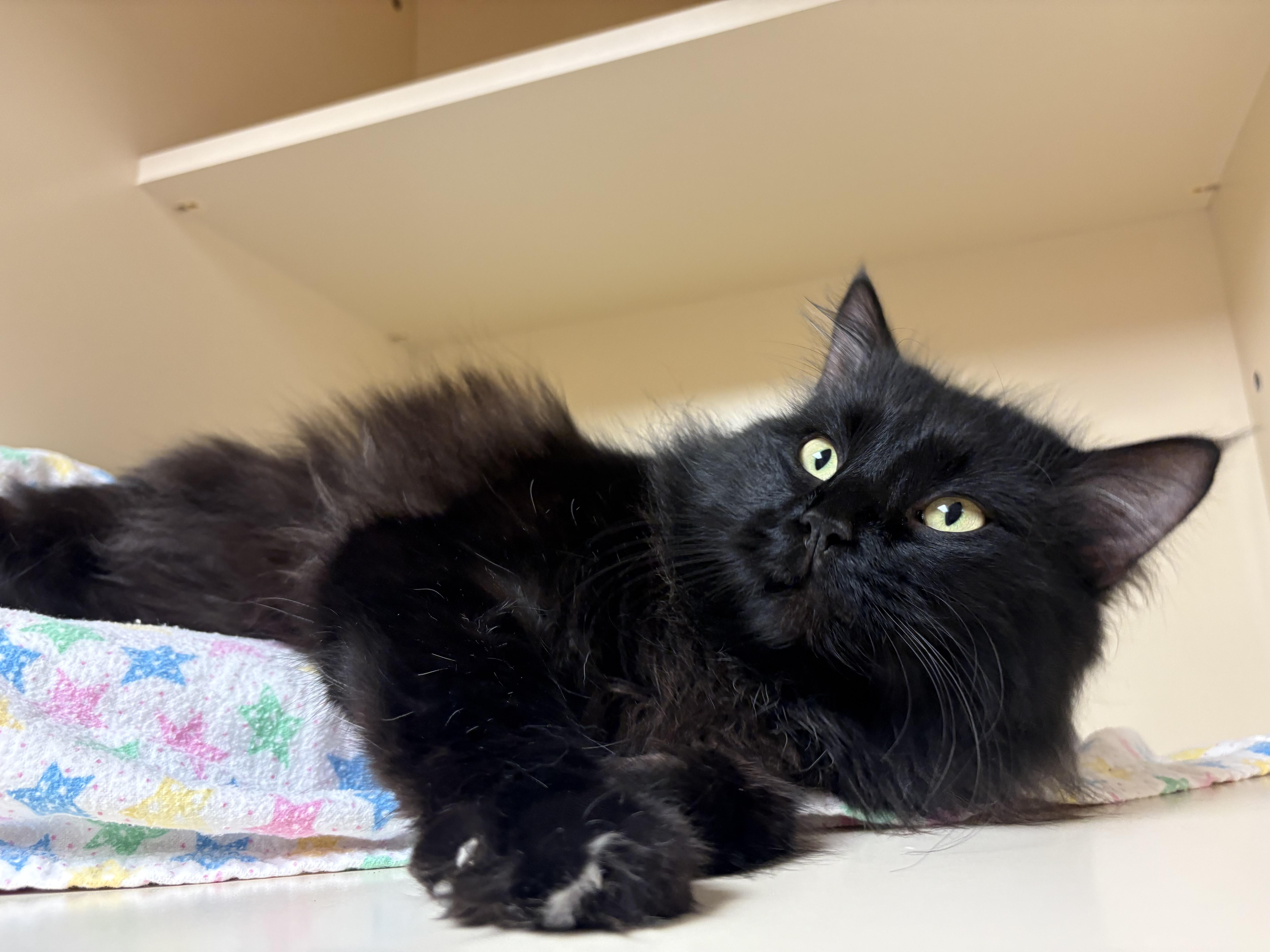 Frank, ADOPTABLE, Adult Male Domestic Long Hair.