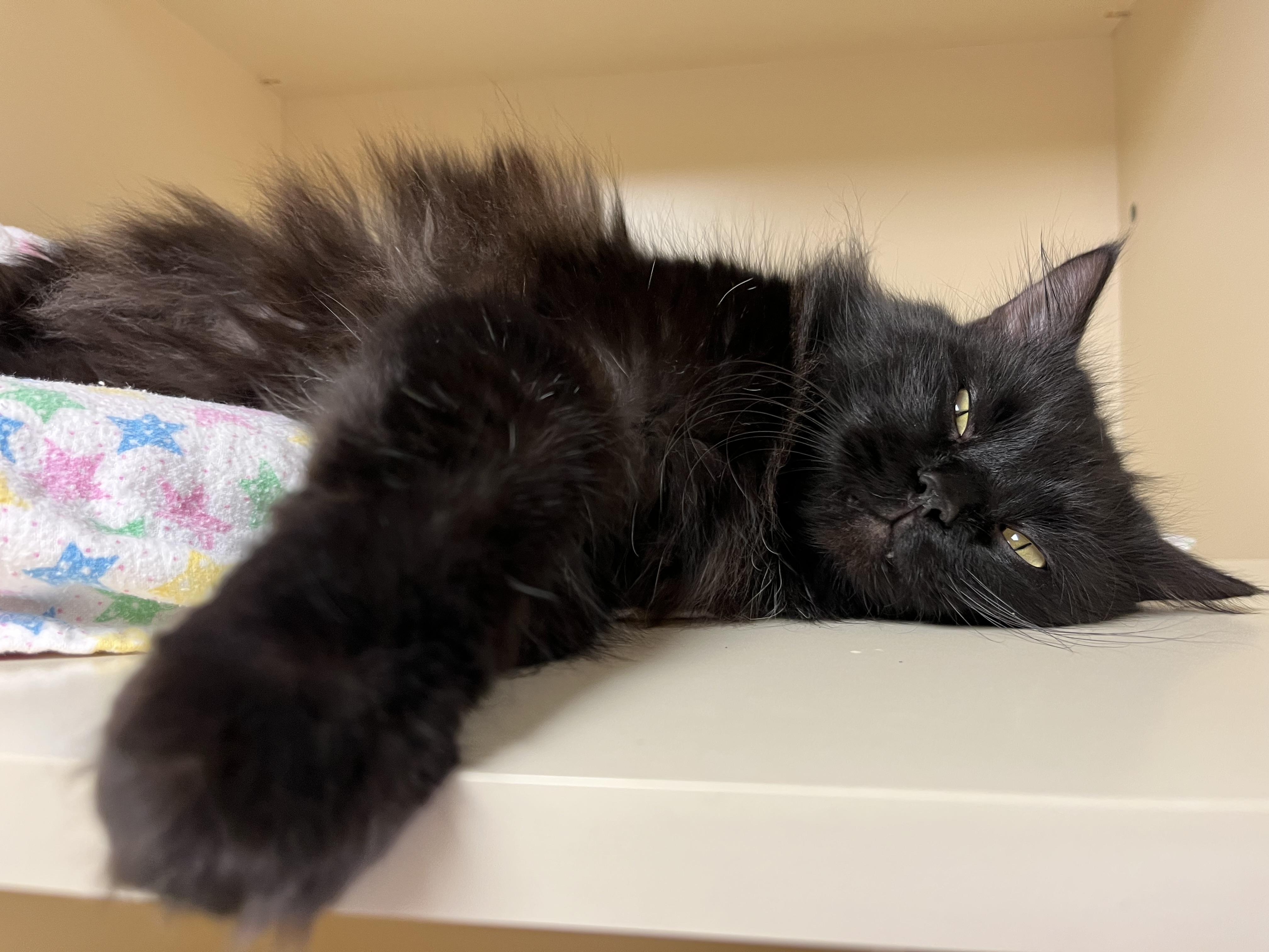 Enlarge Frank, a ADOPTABLE mixed breed in Hays, KS image 4/6