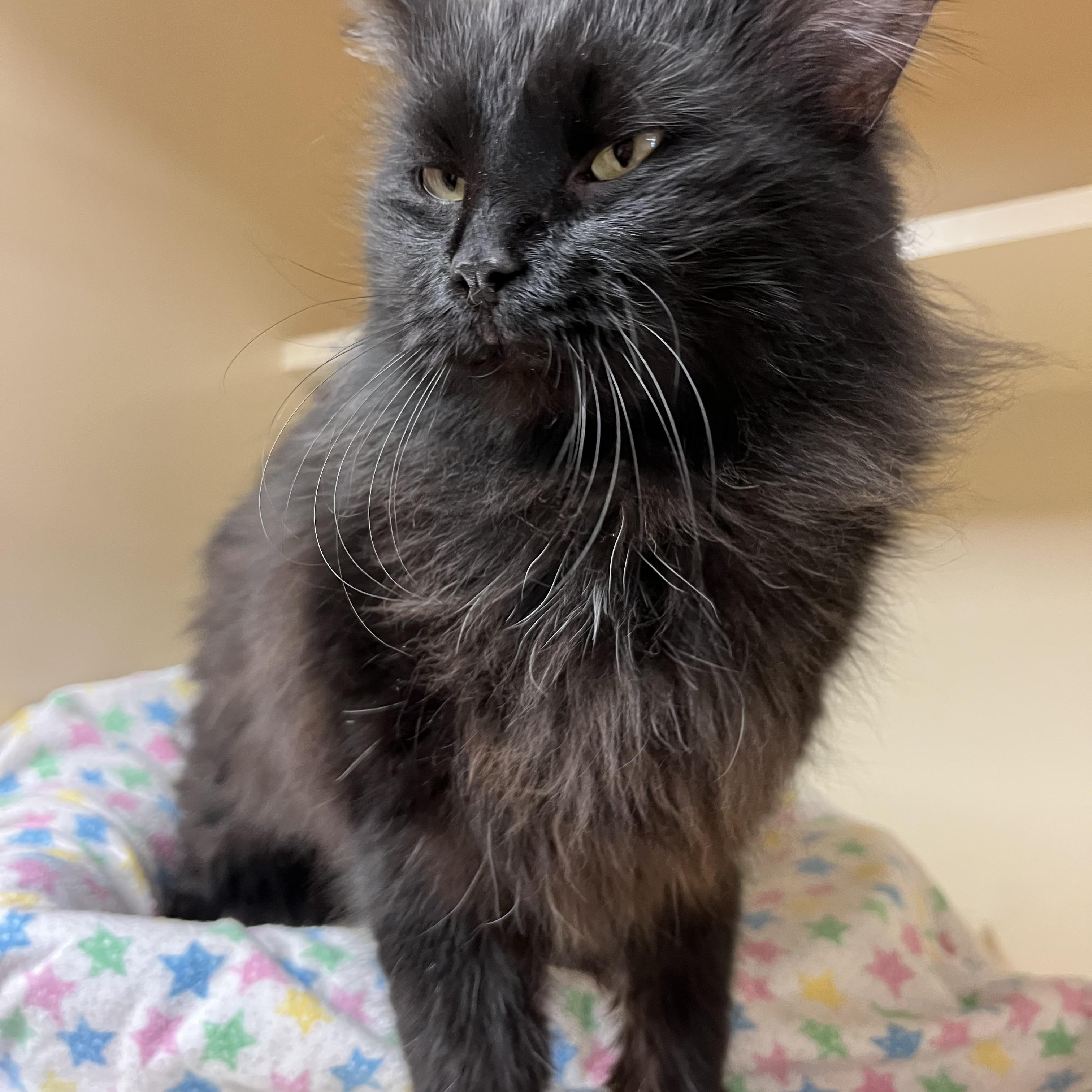 Enlarge Frank, a ADOPTABLE mixed breed in Hays, KS image 5/6