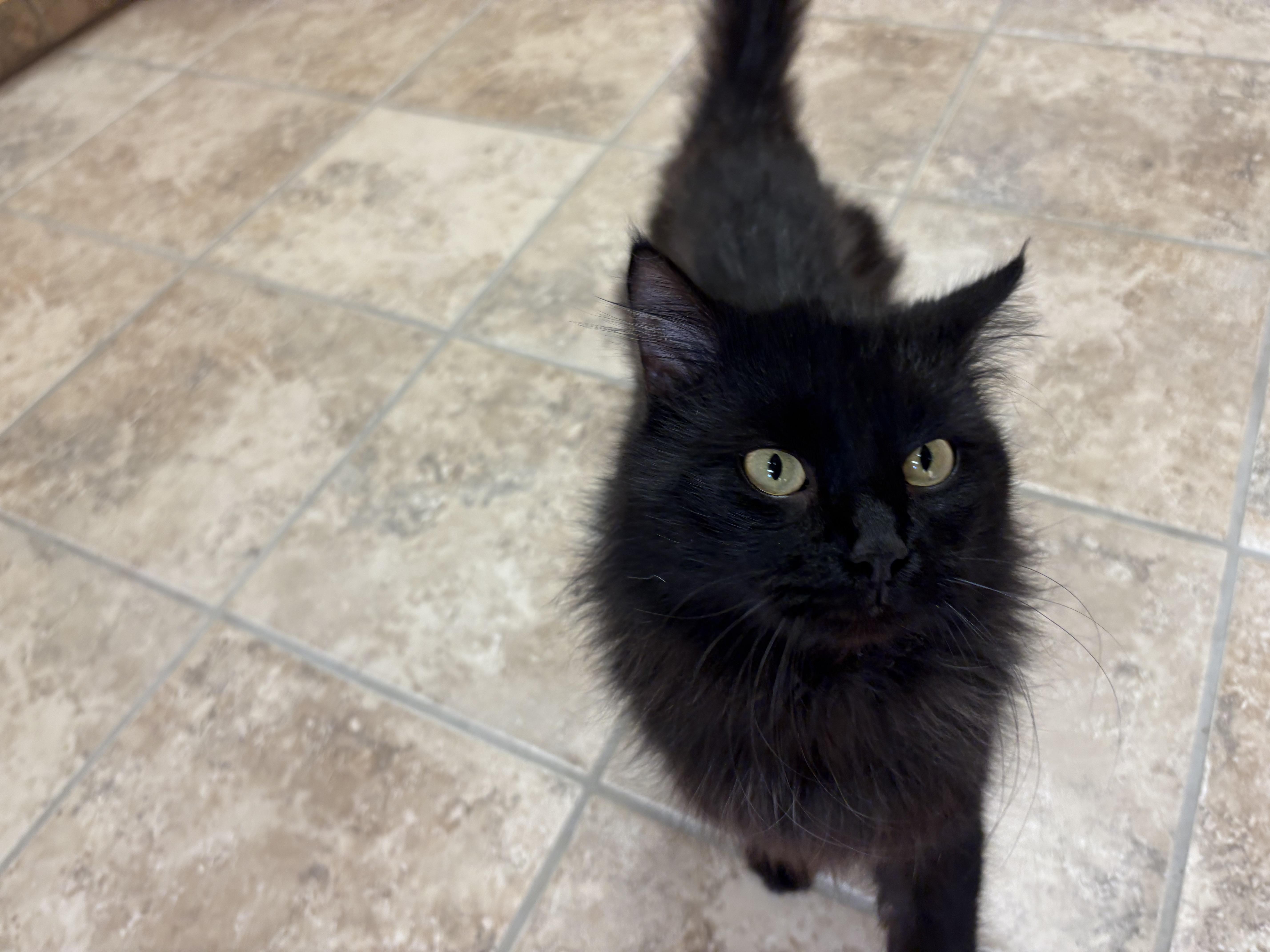 Enlarge Frank, a ADOPTABLE mixed breed in Hays, KS image 6/6