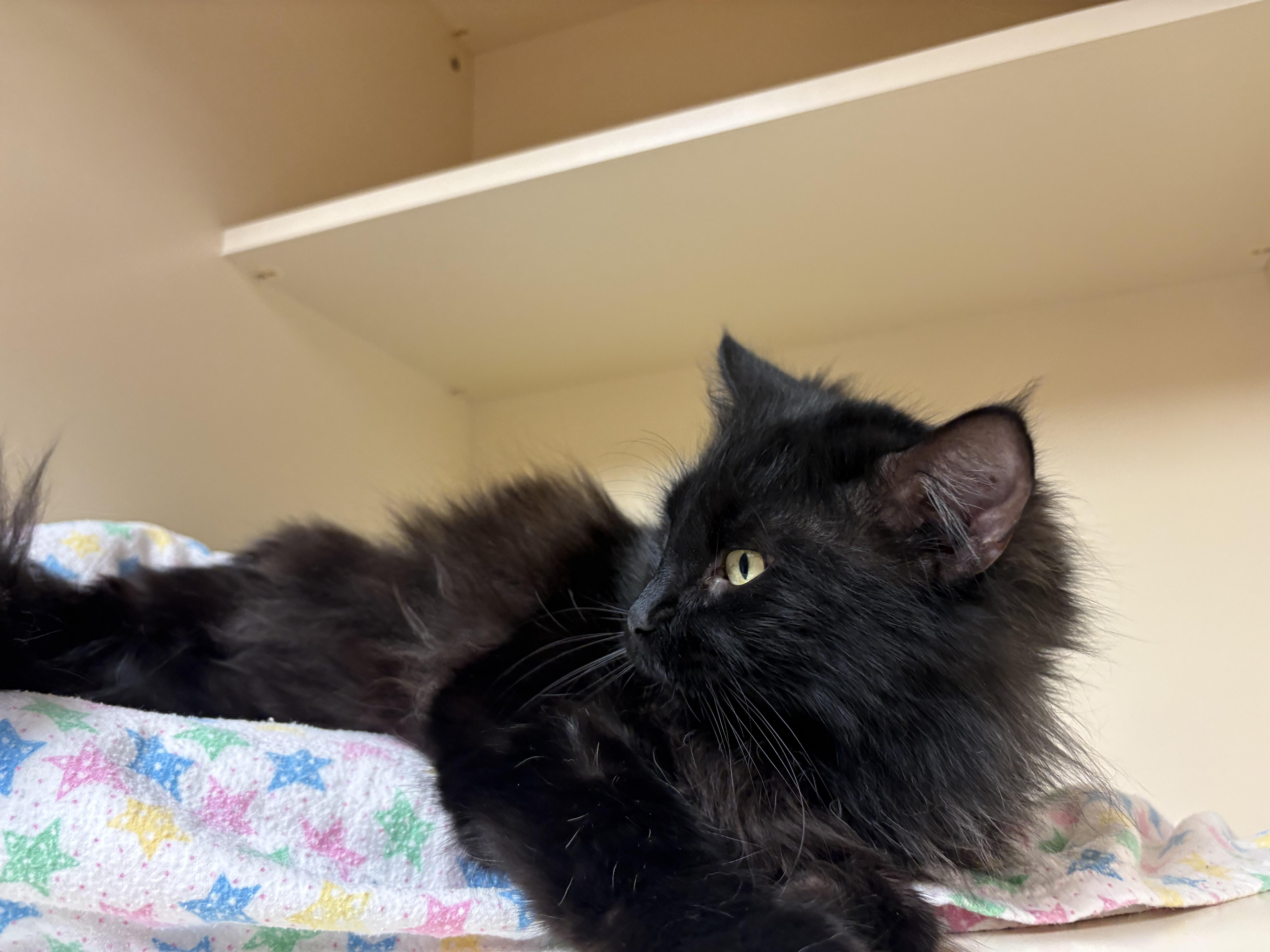 Enlarge Frank, a ADOPTABLE mixed breed in Hays, KS image 3/6