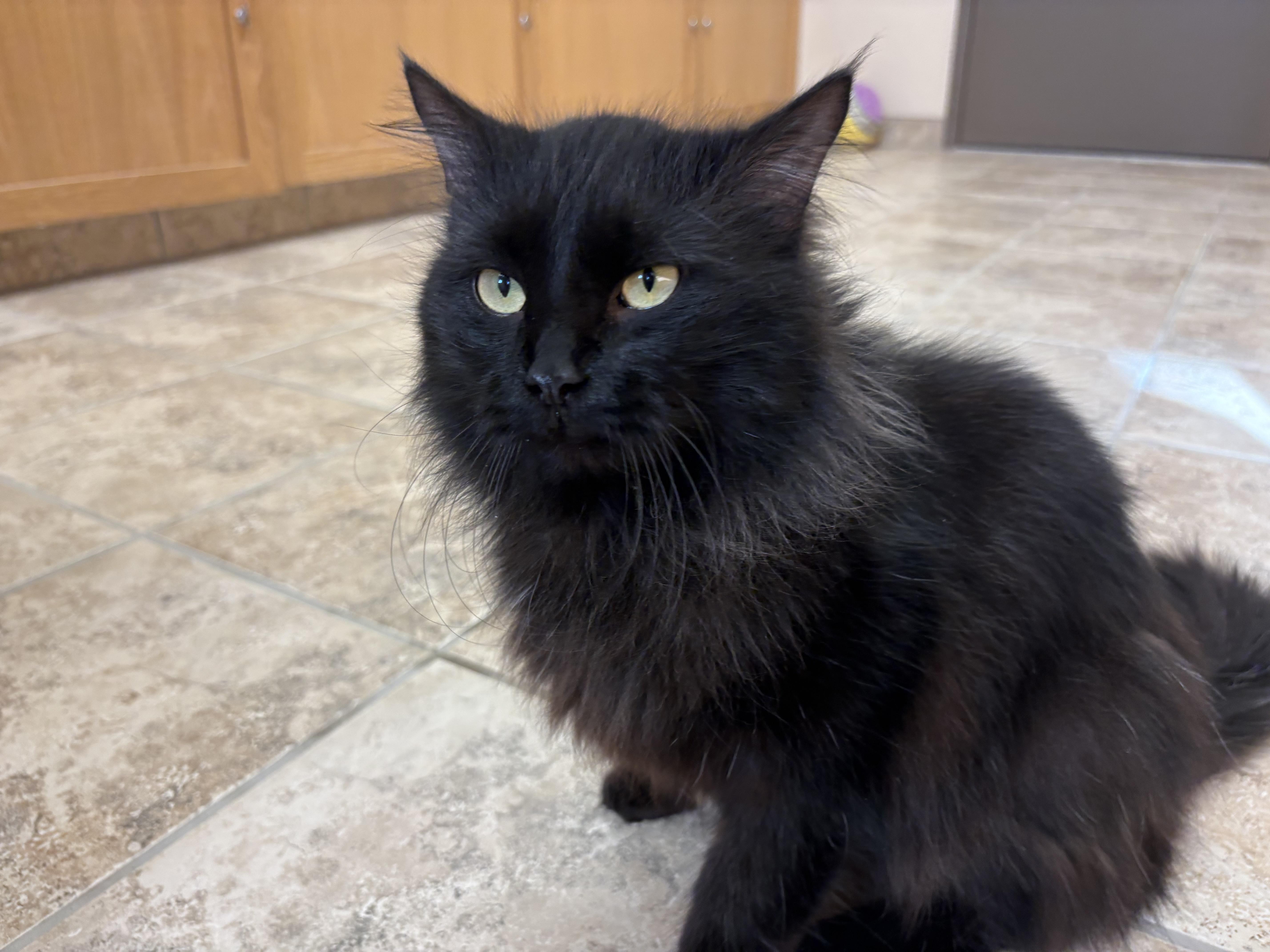 Enlarge Frank, a ADOPTABLE mixed breed in Hays, KS image 2/6