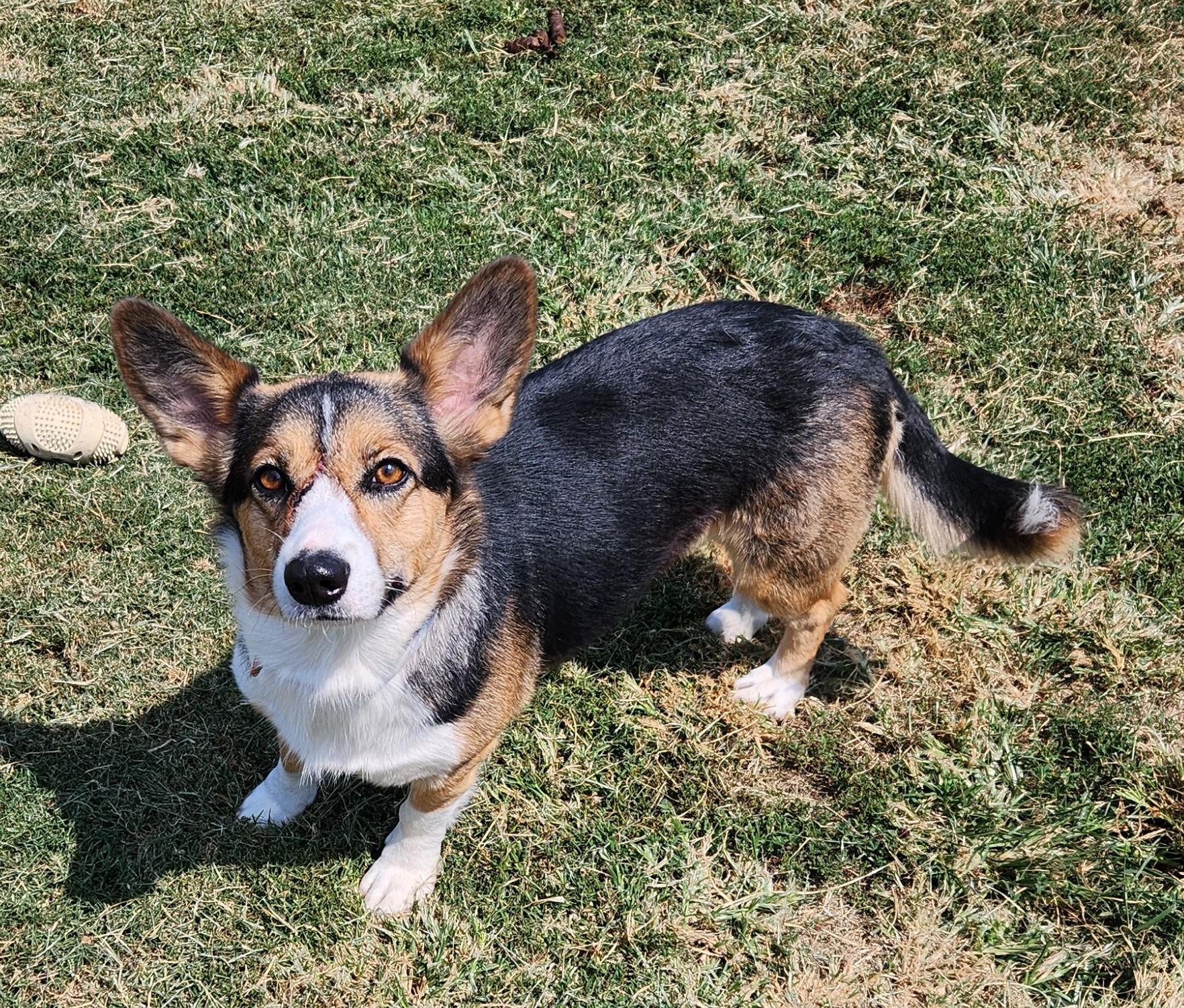 Kiki, an adopted mixed breed in Siloam Springs, AR image 2/4