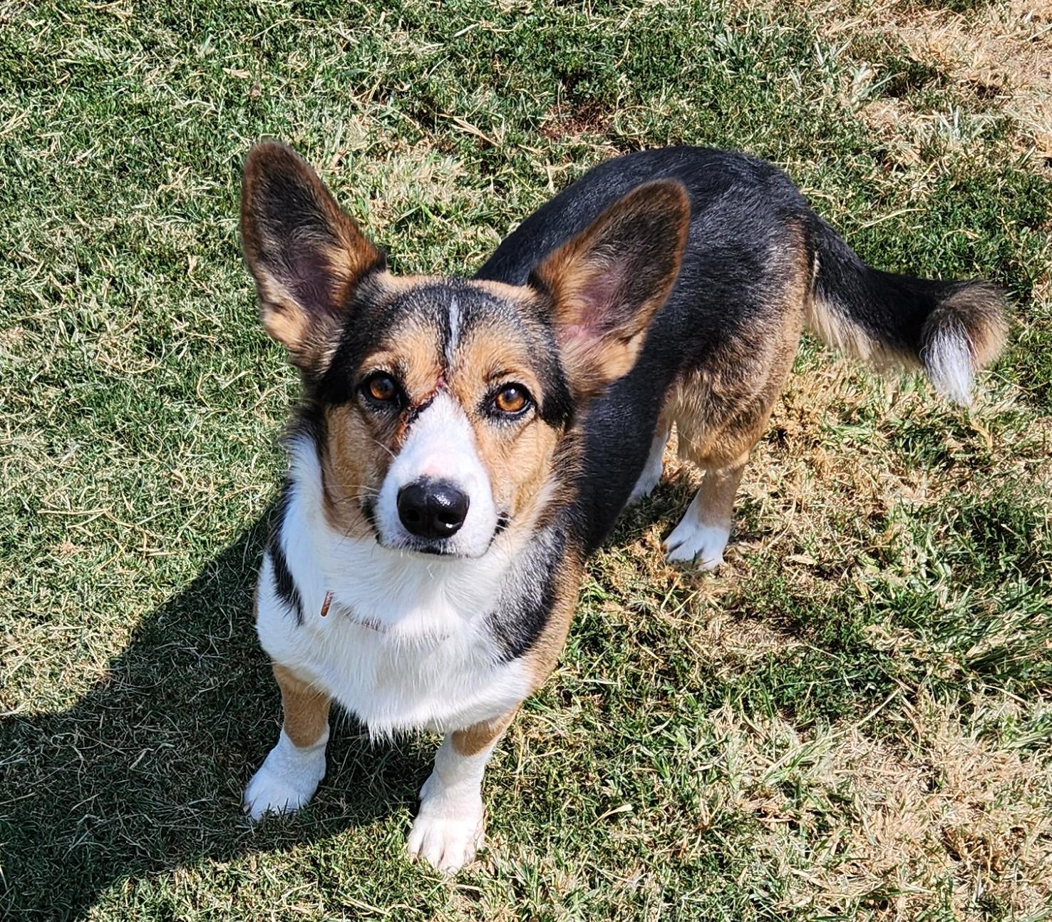 Kiki, an adopted mixed breed in Siloam Springs, AR image 1/4