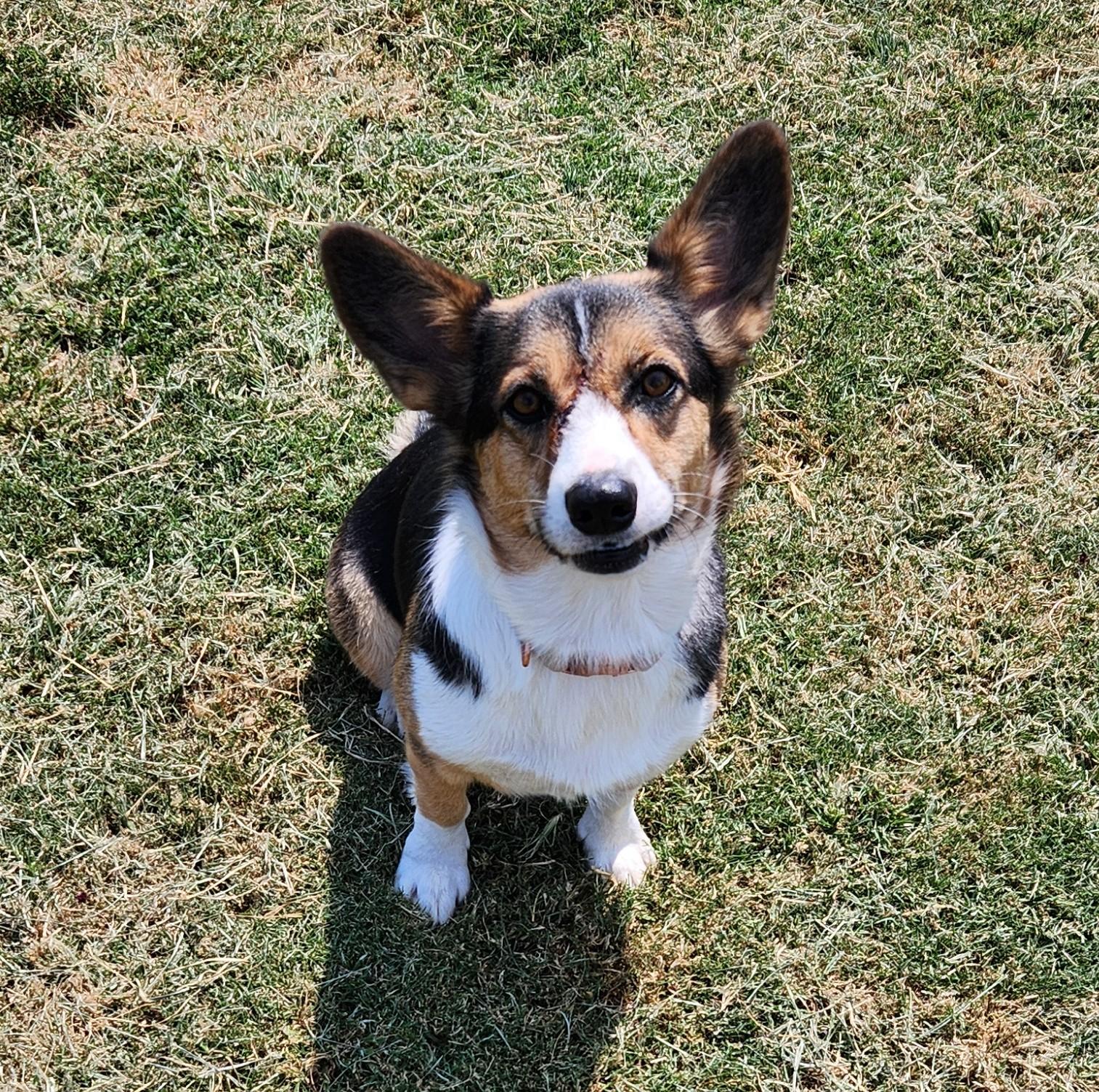 Kiki, an adopted mixed breed in Siloam Springs, AR image 3/4