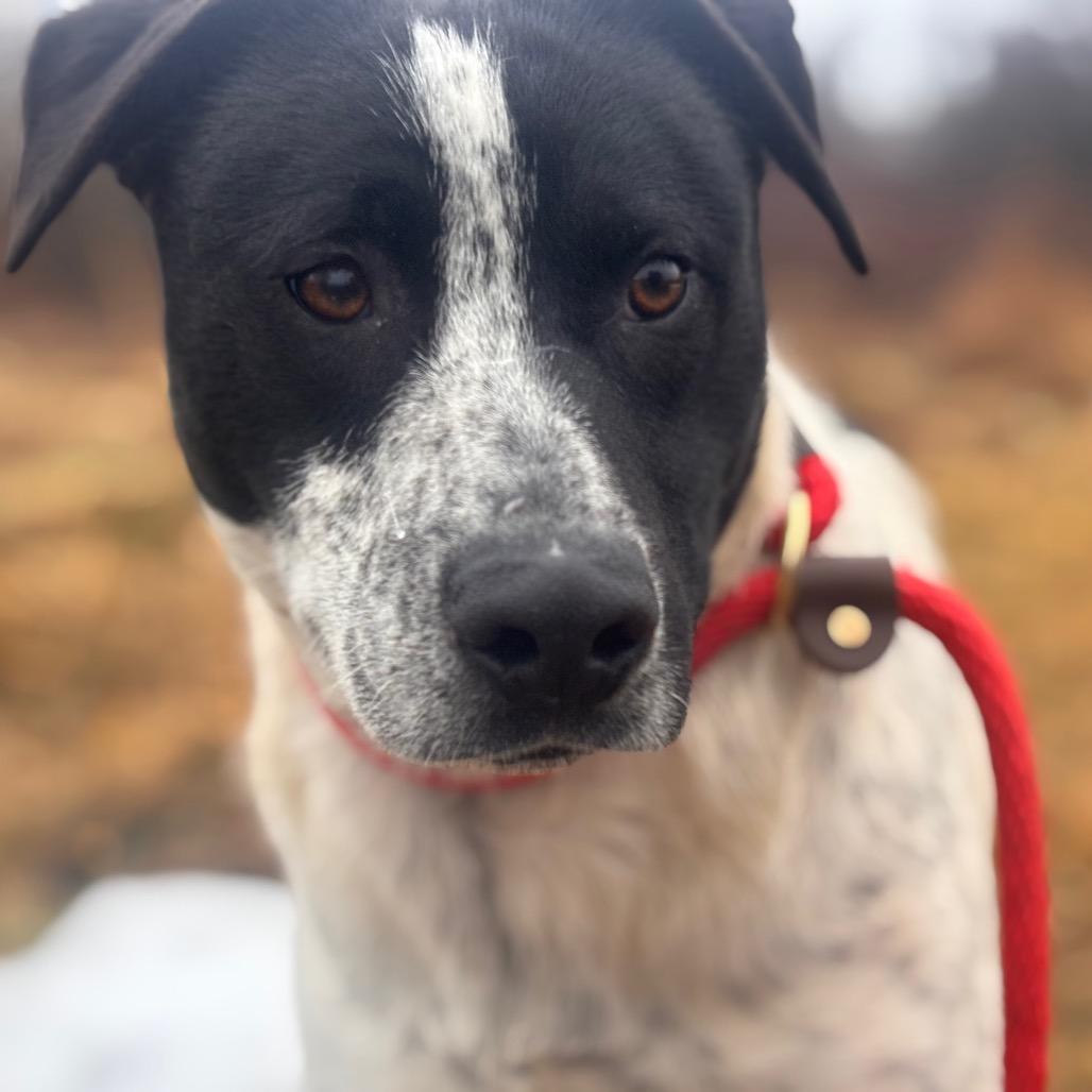 Stimpy, Adoptable, Young Male Mixed Breed & Cattle Dog.