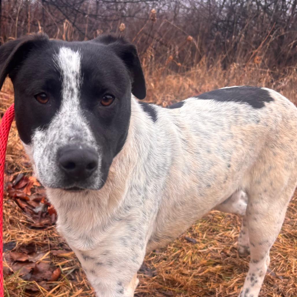 Stimpy, a Adoptable mixed breed in York, PA image 3/3