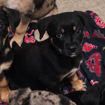 Bindi, Adoptable, Puppy Female German Shepherd Dog & Mixed Breed.
