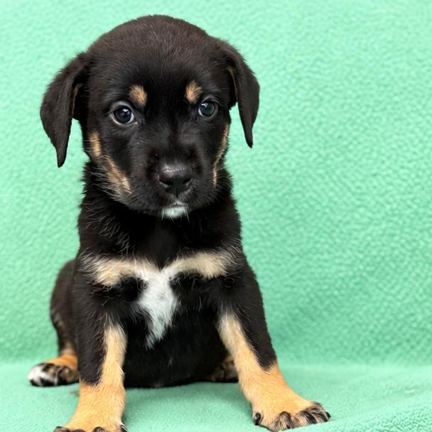 Enlarge Bindi, a Adoptable mixed breed in St. Peters, MO image 2/4