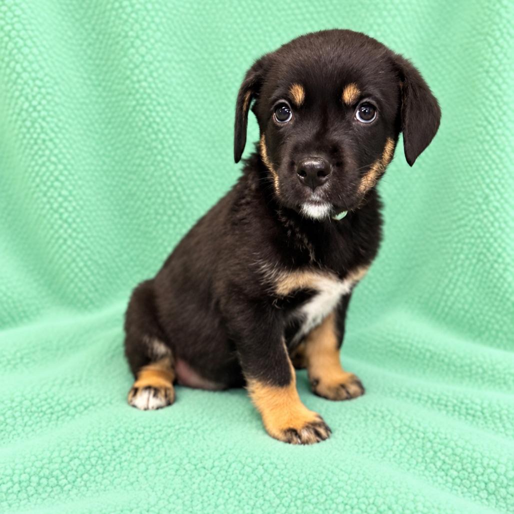 Enlarge Bindi, a Adoptable mixed breed in St. Peters, MO image 3/4