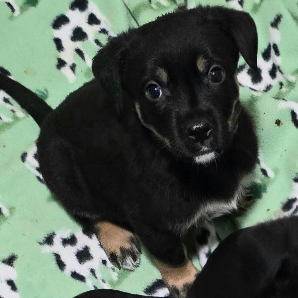 Enlarge Bindi, a Adoptable mixed breed in St. Peters, MO image 4/4