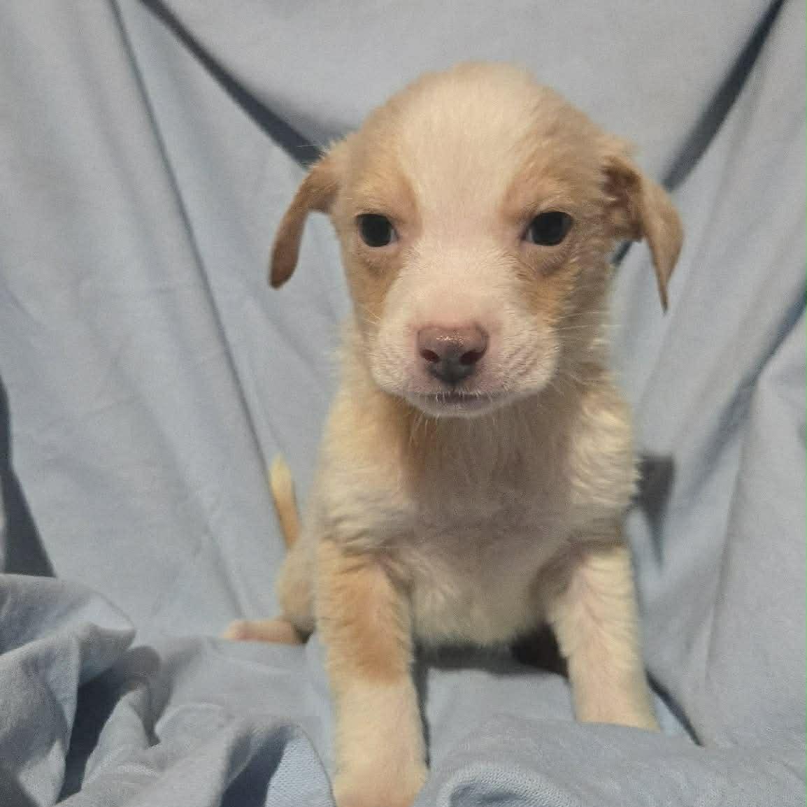Enlarge Bean, a Adoptable mixed breed in Ocean City, NJ image 6/6
