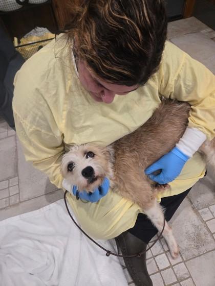 Cinnamon, Adoptable, Adult Female Standard Poodle & Terrier.