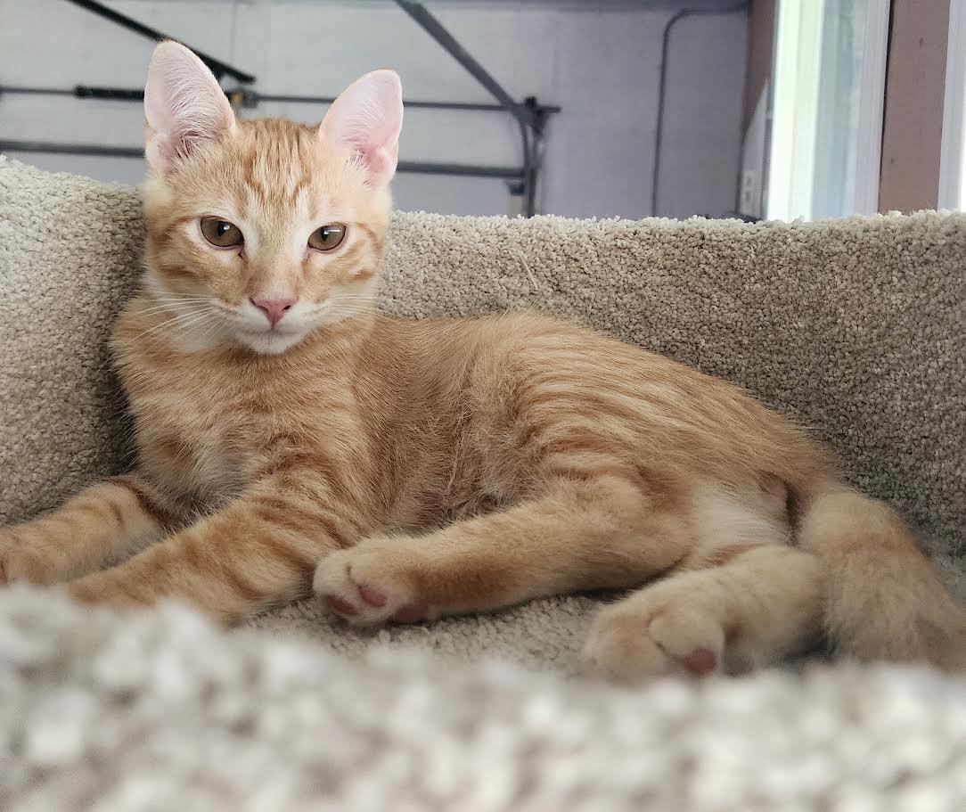 Mikey-COURTESY LISTING, ADOPTABLE, Kitten Male Domestic Short Hair.