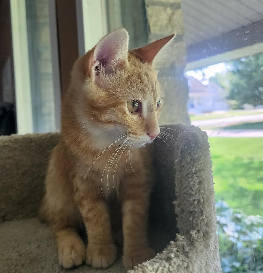 Enlarge Mikey-COURTESY LISTING, a ADOPTABLE Domestic Short Hair in Decorah, IA image 3/3