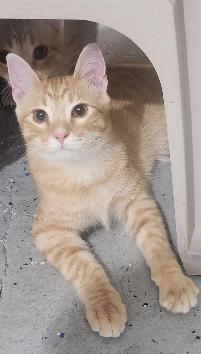 Mikey-COURTESY LISTING, Adoptable, Kitten Male Domestic Short Hair.