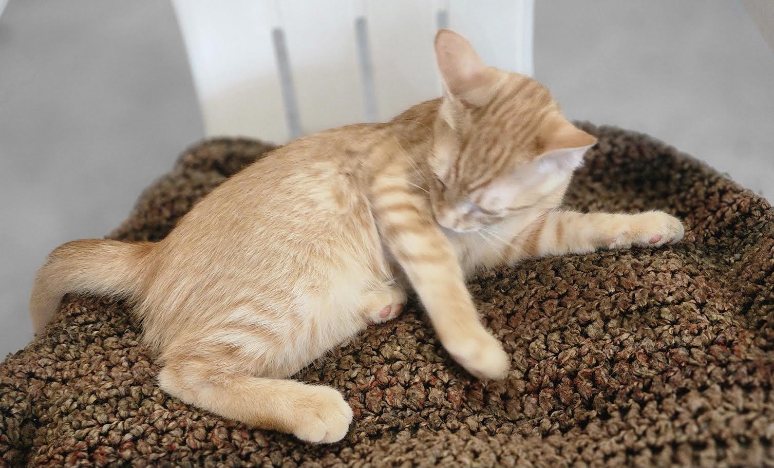 Enlarge Mikey-COURTESY LISTING, a ADOPTABLE Domestic Short Hair in Decorah, IA image 2/3